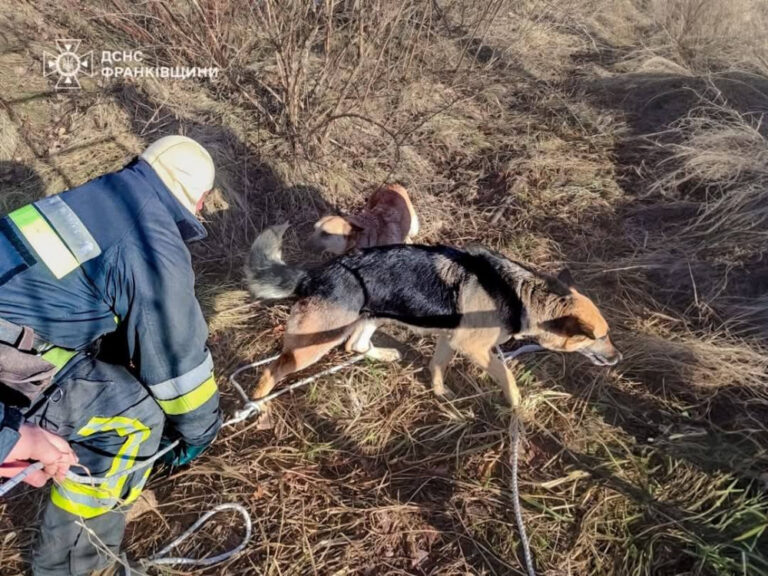 У Долині надзвичайники врятували собаку з каналізаційного колодязя