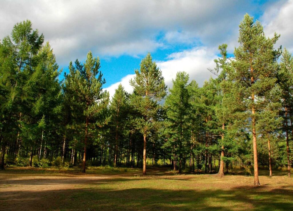 Сосновий ліс під сонячним світлом і хмарами.