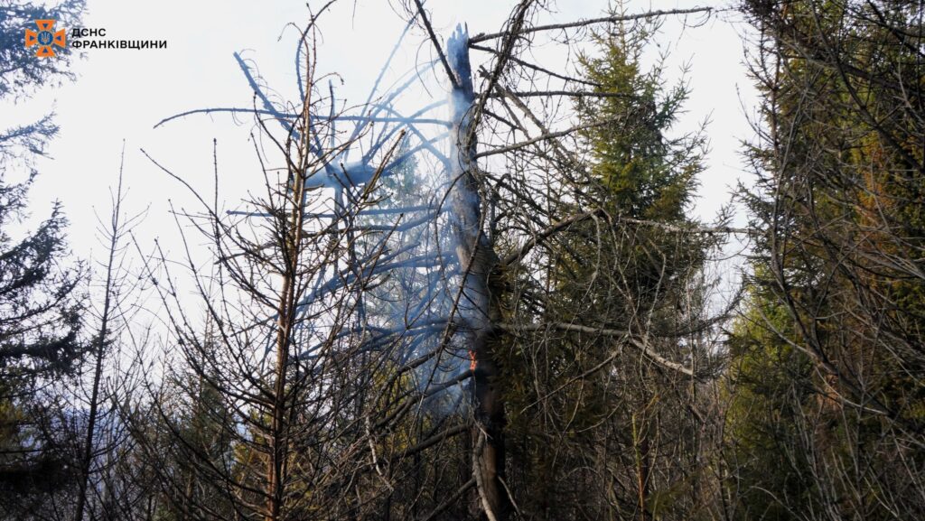 Дим на дереві у лісі, пожежна ситуація