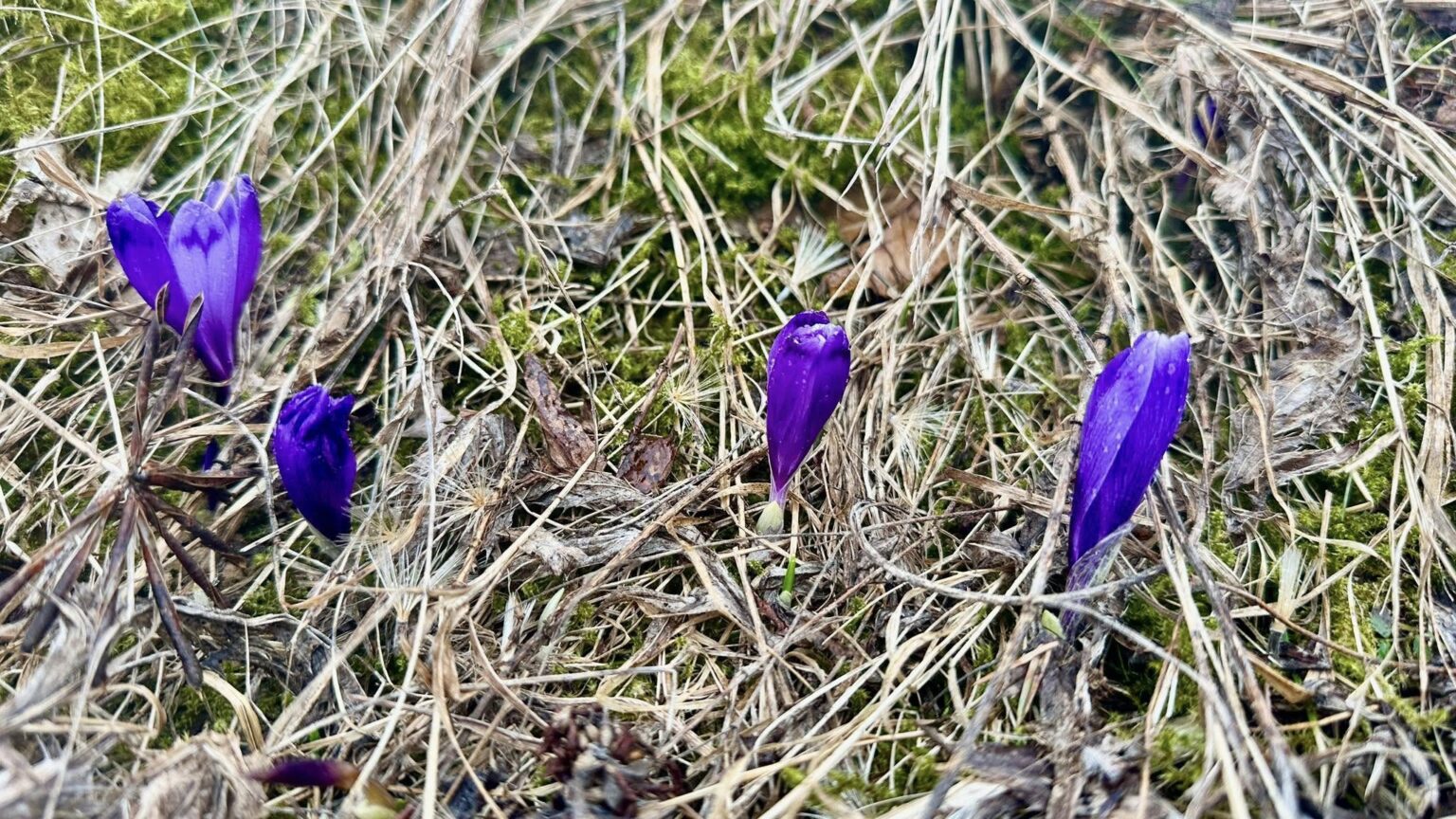 Погода в Івано-Франківській області на 27 березня