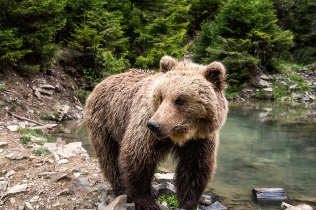 На Франківщині помітили ведмедя, який долав гірську річку