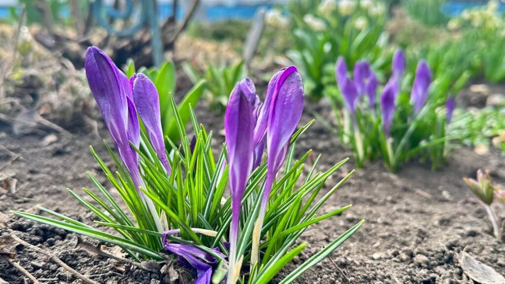 Погода в Івано-Франківській області 19 березня