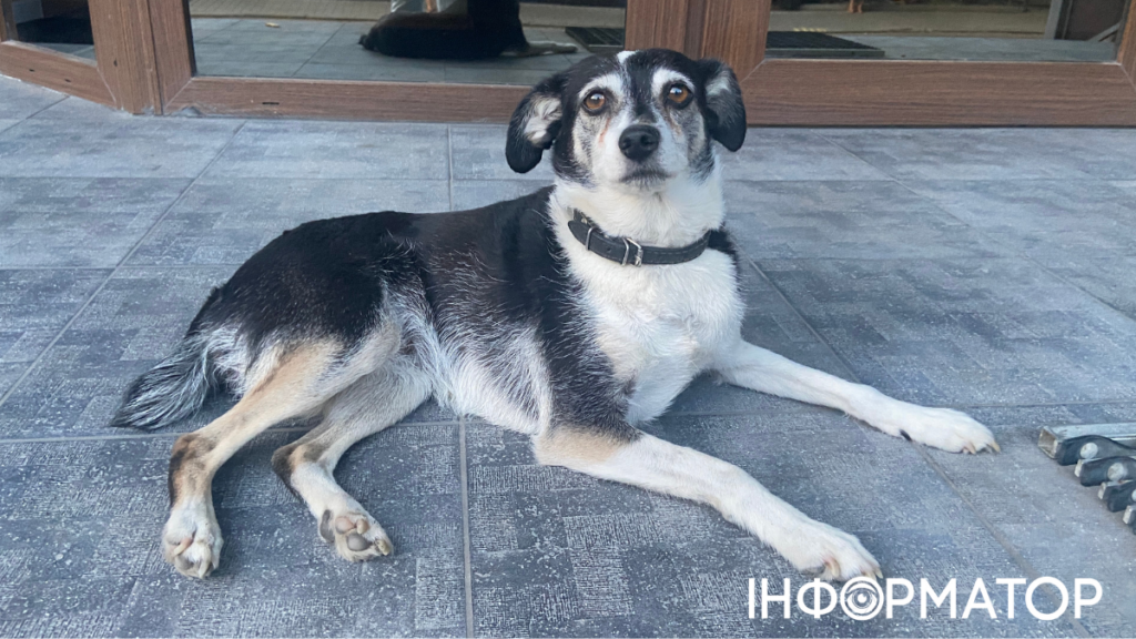 Любов, яка чекає: знайдіть свого чотирилапого друга у Франківську