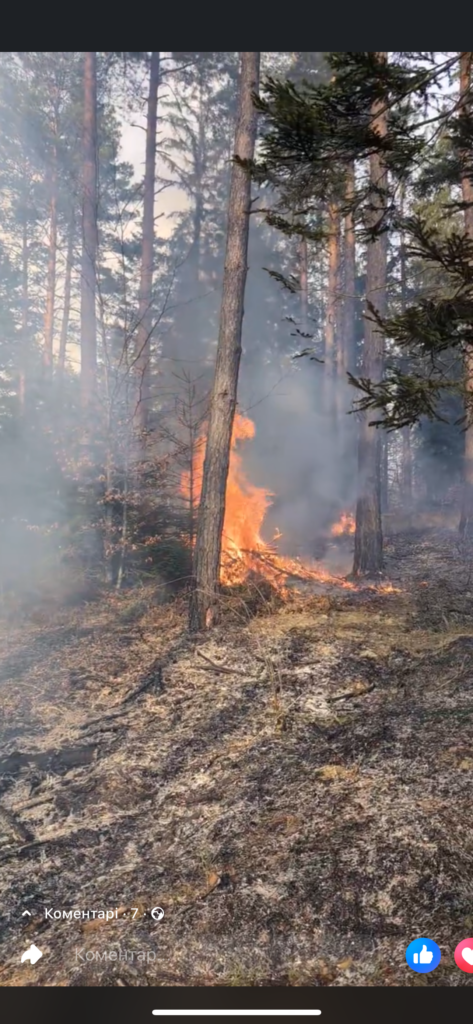 Лісова пожежа з димом у сосновому лісі