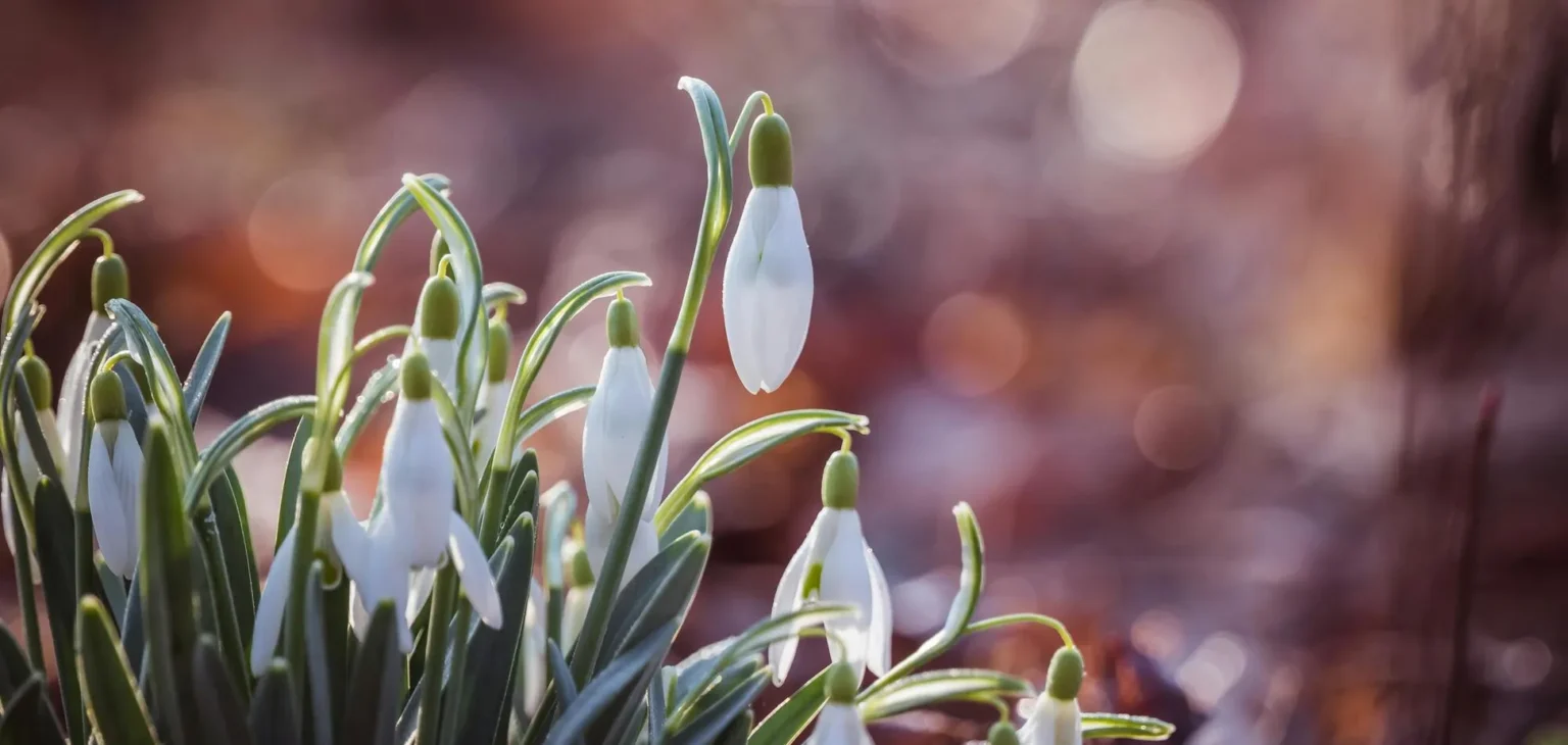 Весняні підсніжники на розмитому фоні