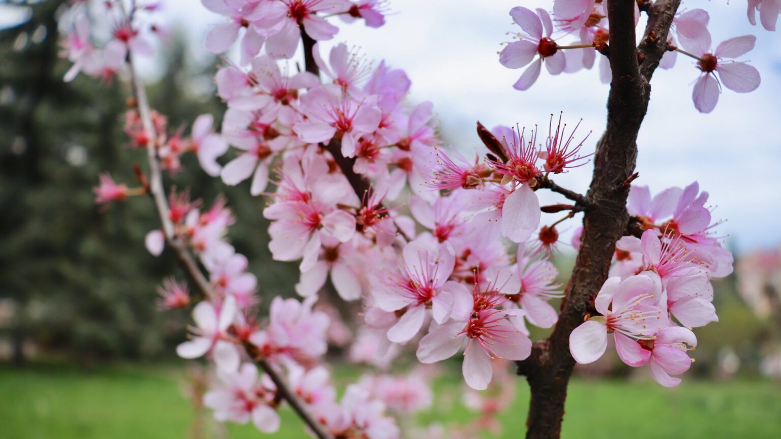 Якою буде погода на Івано-Франківщині 24 квітня