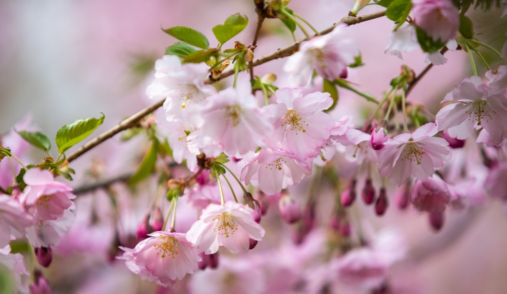 Квітучі рожеві гілки сакури на весні.