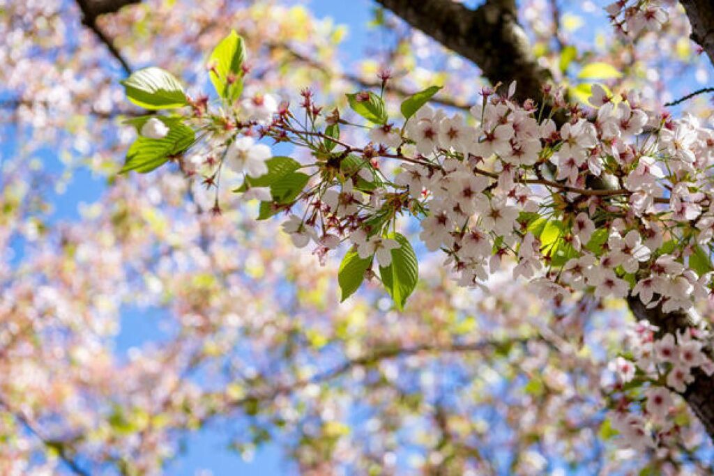 Цвітіння сакури на фоні блакитного неба