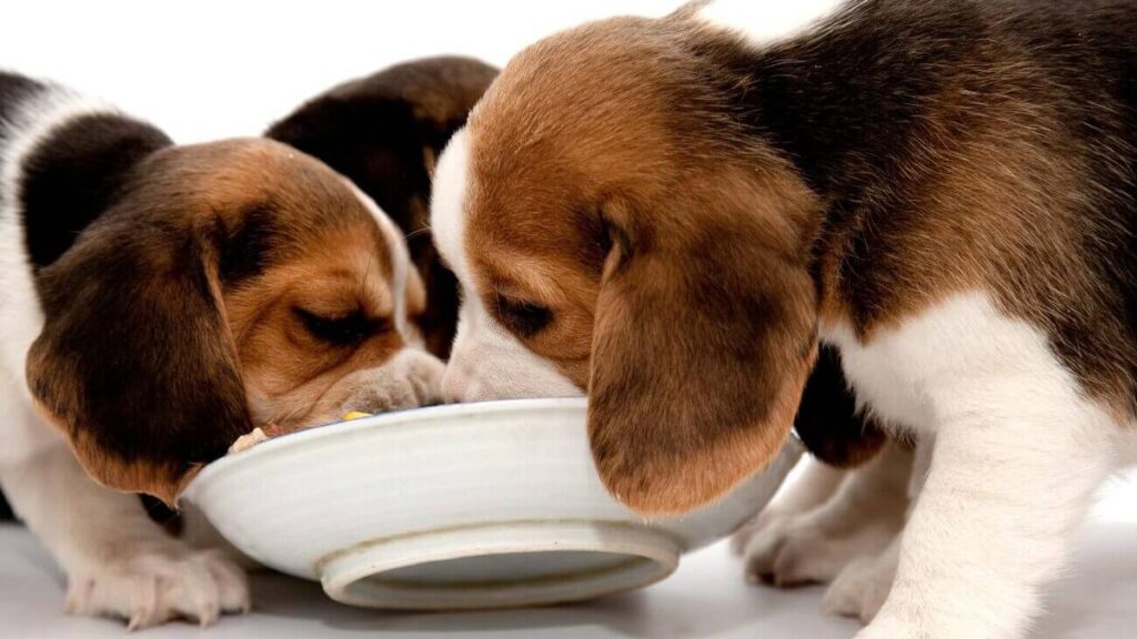 Сбалансированное питание для собак с особыми потребностями: забота о здоровье любимца