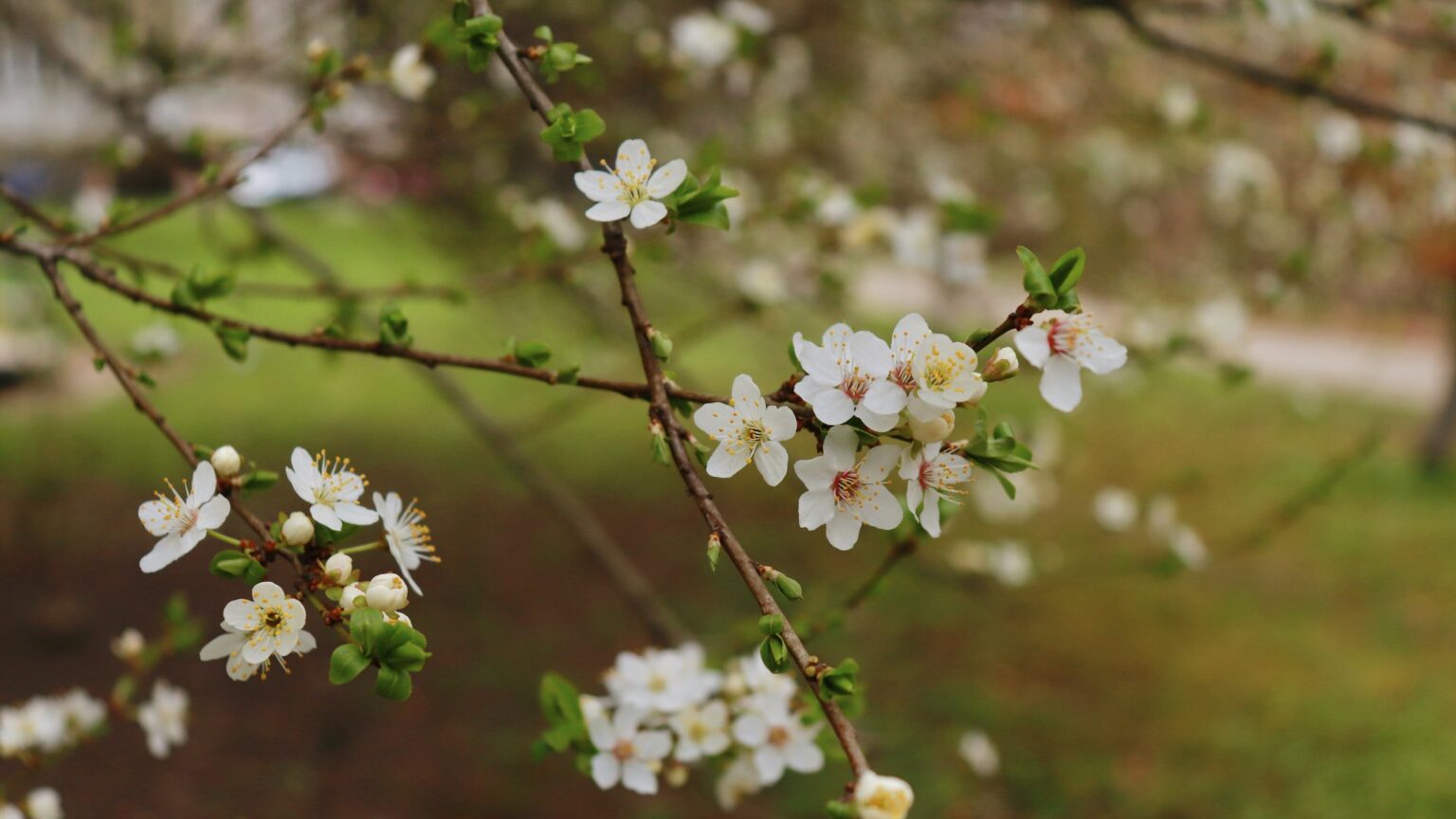 Якою буде погода на Івано-Франківщині 18 квітня
