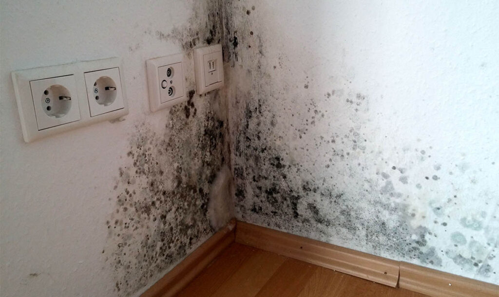 Удаление плесени в Одессе — профессиональная помощь от DFD