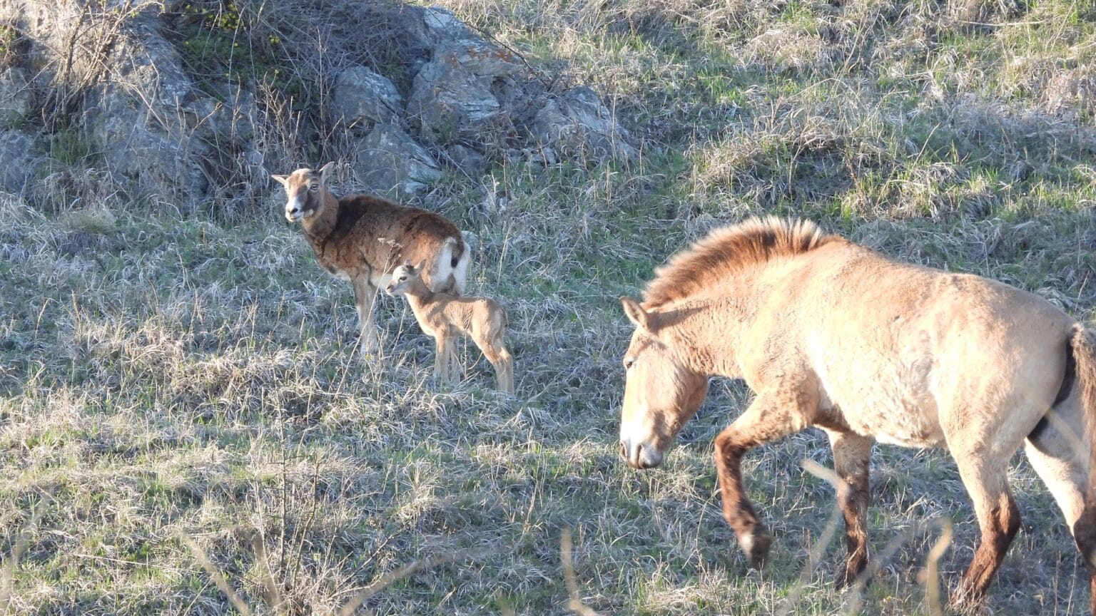 На Косовій горі народила самиця муфлона. ФОТО
