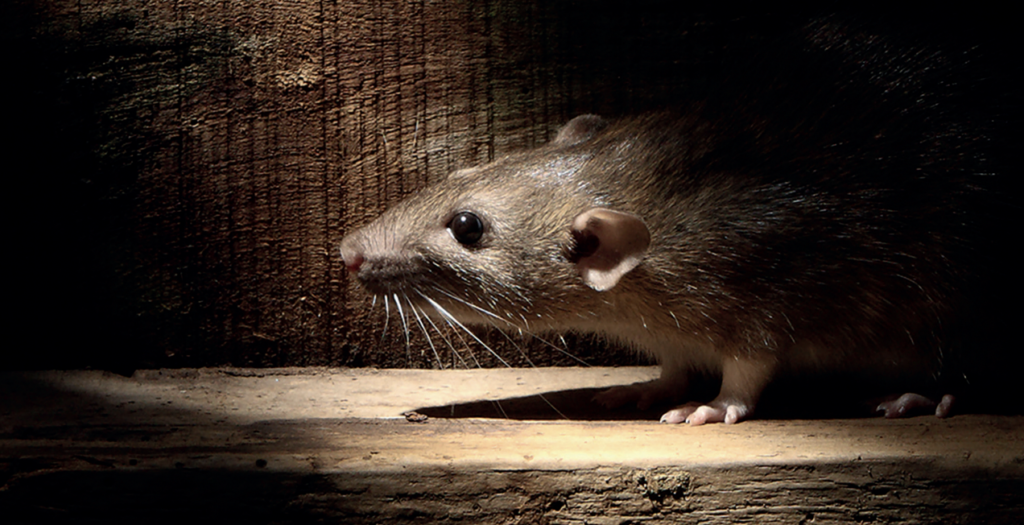 Эффективные средства от крыс и мышей: как выбрать лучшее решение для защиты вашего хозяйства