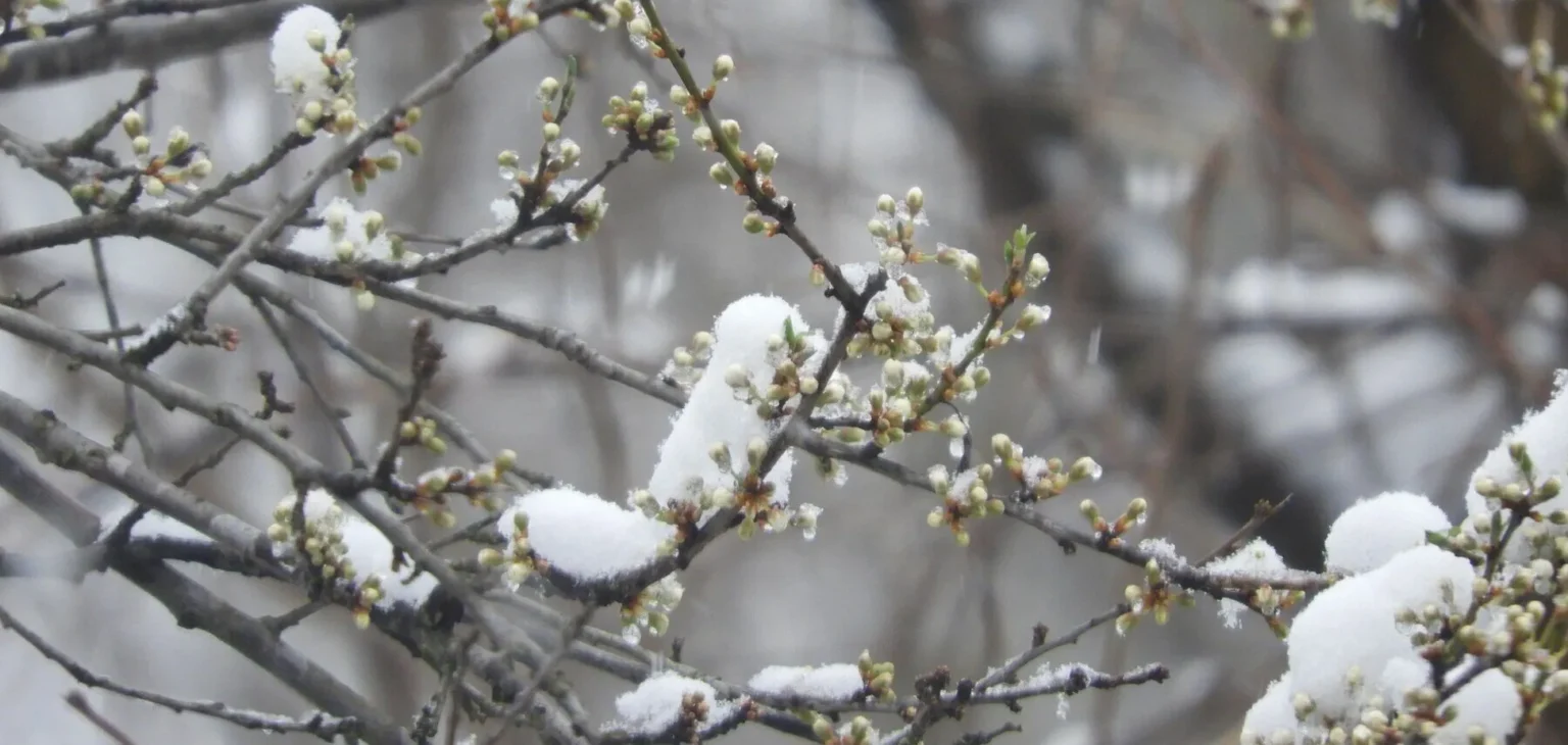 Якою буде погода на Прикарпатті 12 квітня