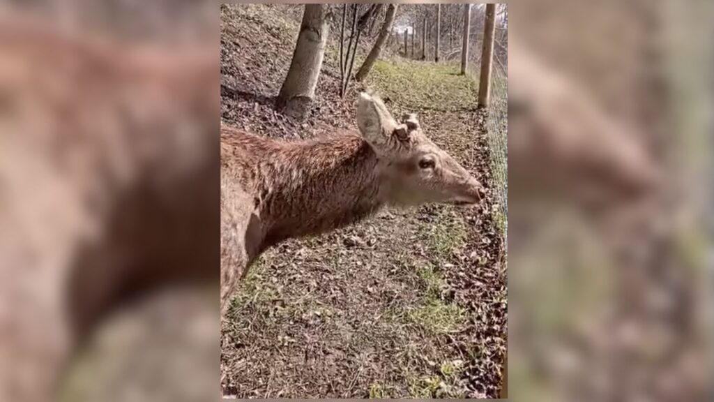 У Центр реабілітації на Прикарпаття привезли трирогого оленя. ВІДЕО
