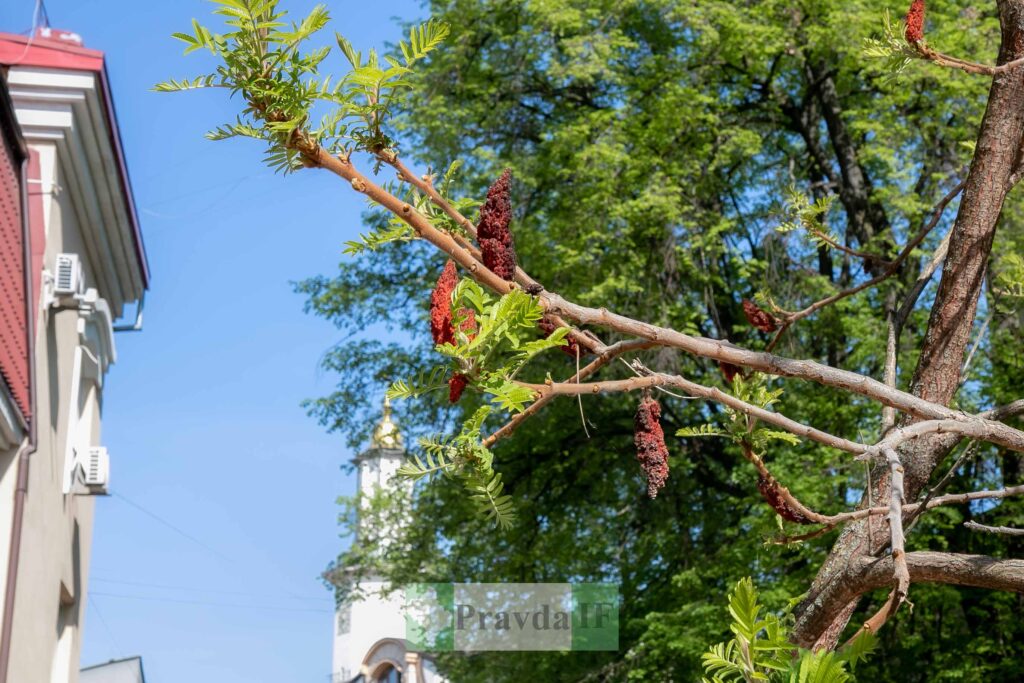 Гілка дерева на фоні блакитного неба