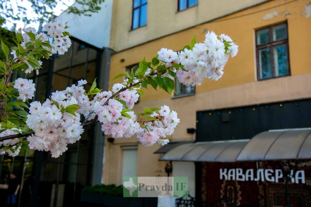 Гілка квітучої сакури біля будівлі міста.