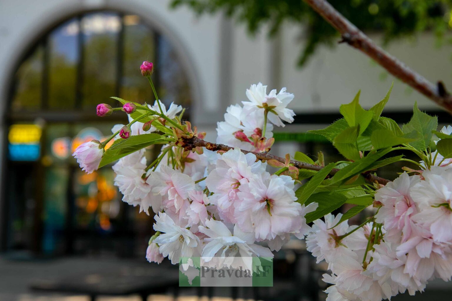 Справжня весна прийшла на вулиці Івано-Франківська ФОТОРЕПОРТАЖ