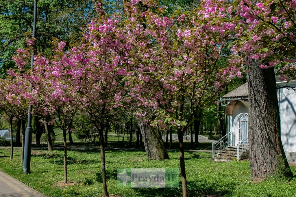 Цвітіння сакур у парку біля будинку.