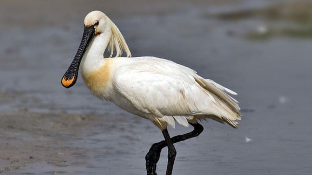 Птах лежкохід на березі водойми