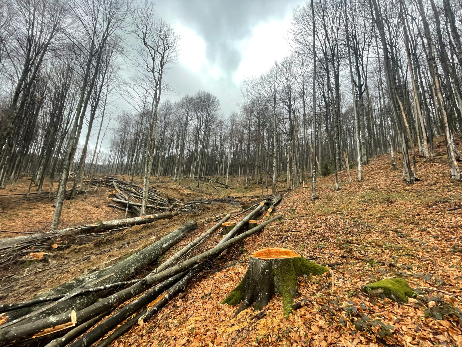 У Карпатах знищили праліс: аналіз супутникових знімків виявив незаконну вирубку для будівництва лісової дороги