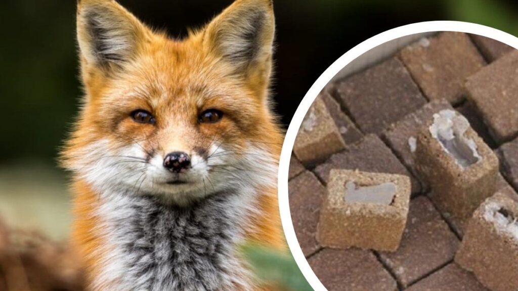 На Прикарпатті розпочинається весняна вакцинація диких тварин проти сказу