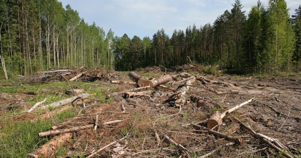 Вирубаний ліс на галявині серед дерев