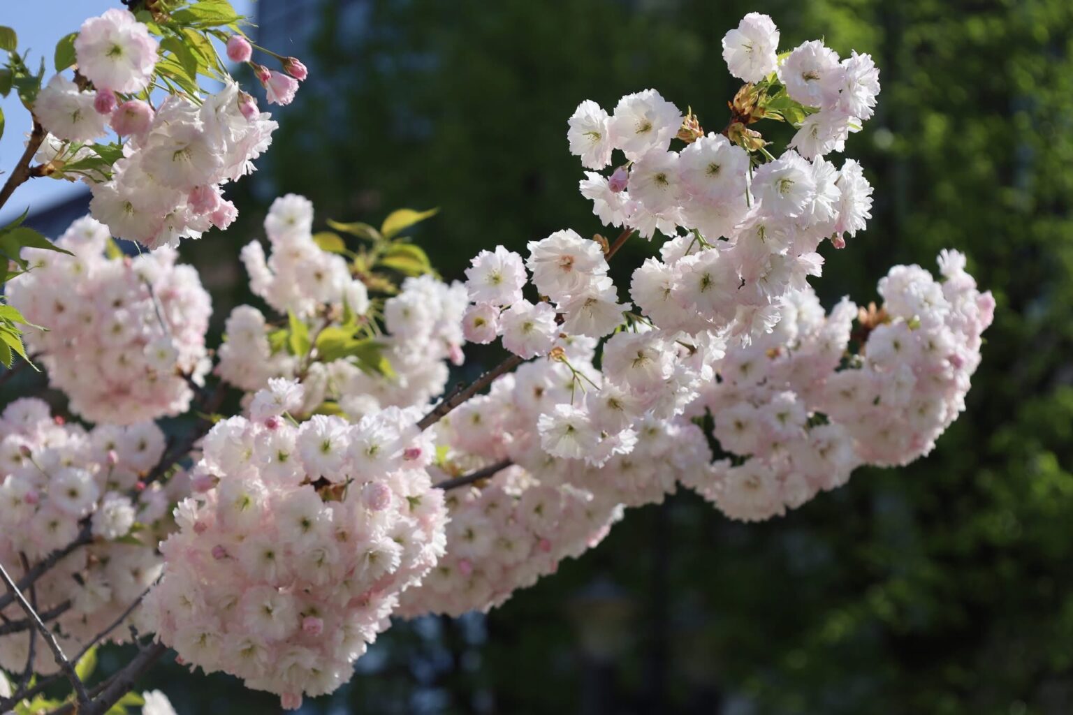 Погода на Івано-Франківщині 13 травня