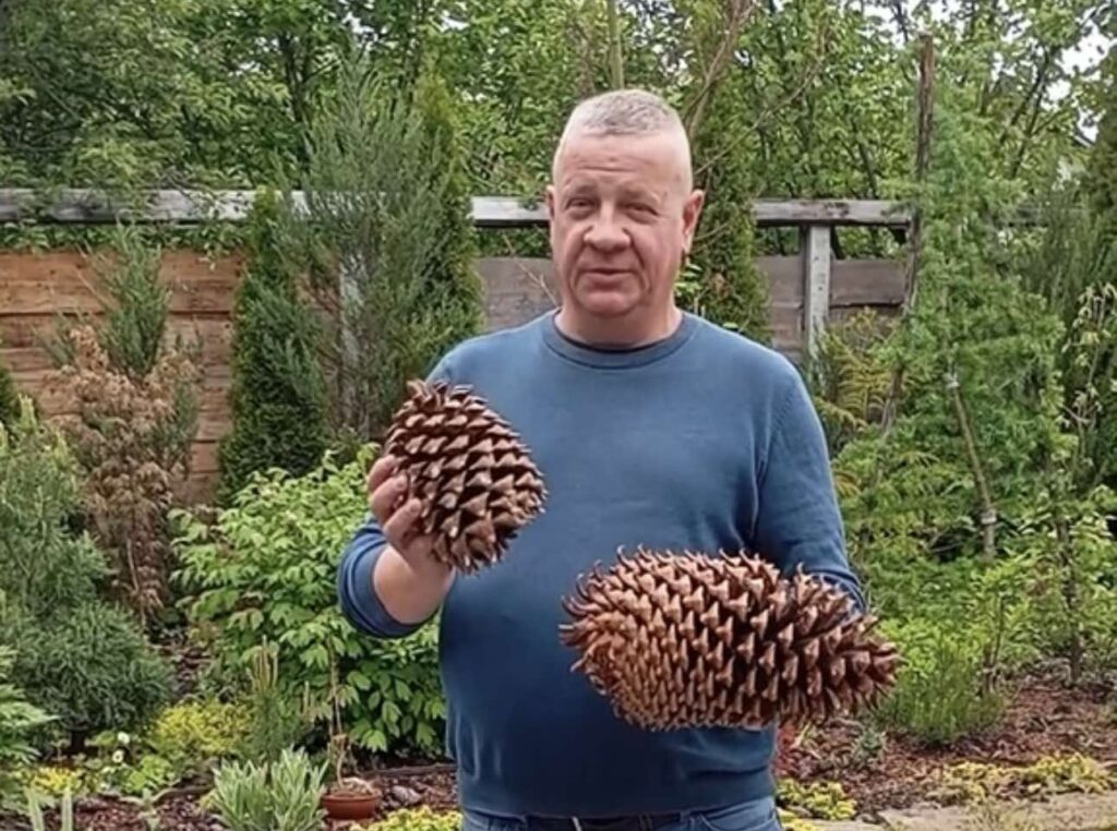 У Франківську дендролог-ентузіаст збирає гігантські шишки та вирощує з них дерева
