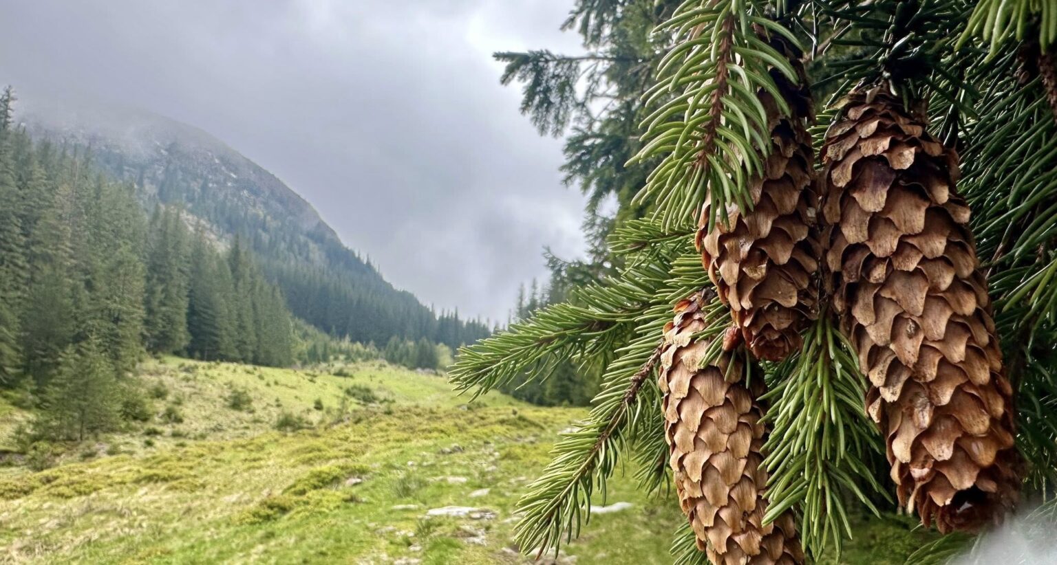 Погода в Івано-Франківську та області 27 травня