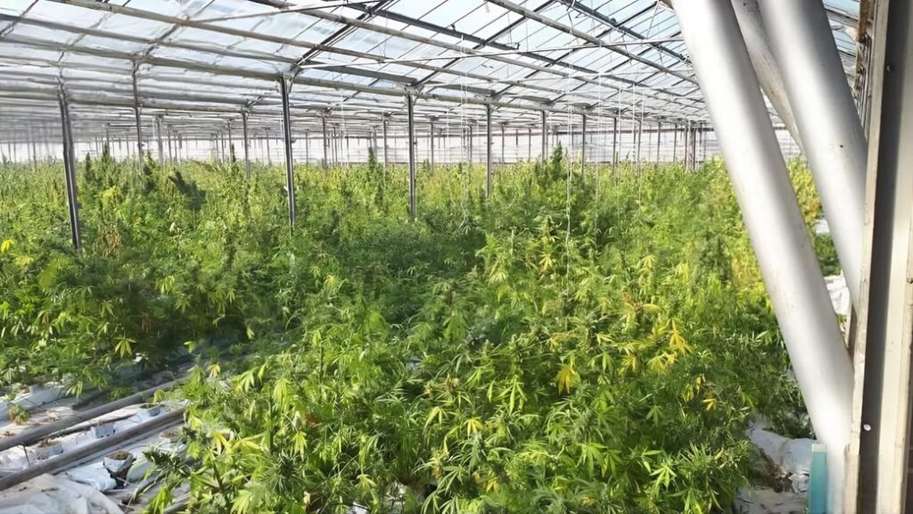 На Франківщині засудили учасників організованої групи, які готували для збуту канабіс на мільйони євро