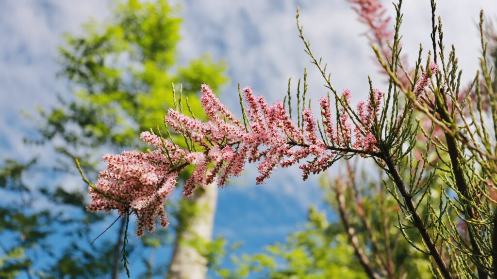 Коли очікувати потепління на Прикарпатті. ВІДЕО