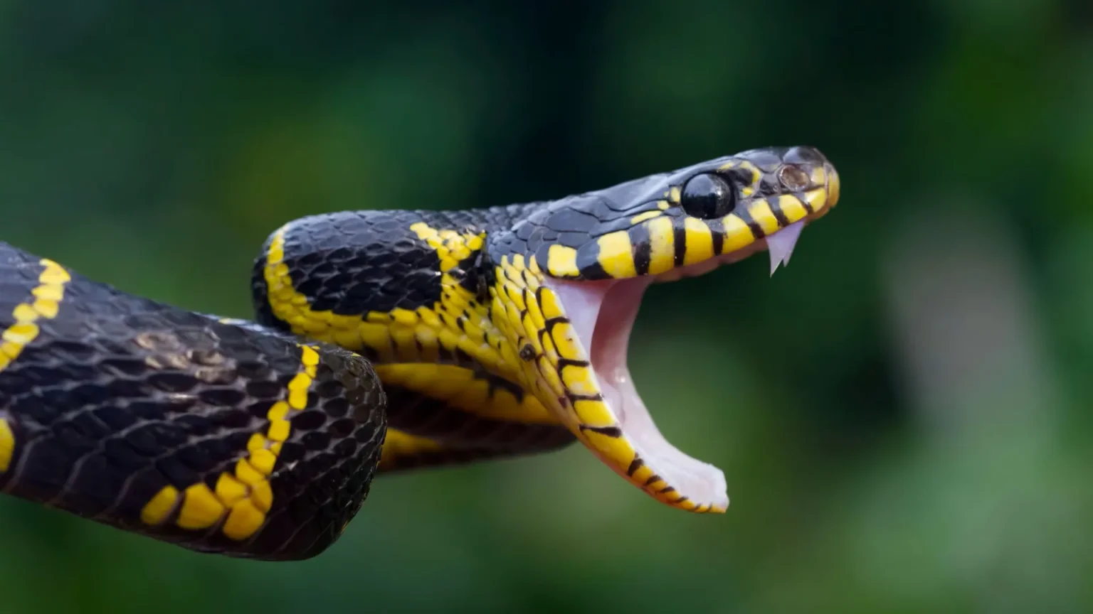 На Прикарпатті активізувалися змії: як розпізнати отруйних плазунів та що робити при укусі