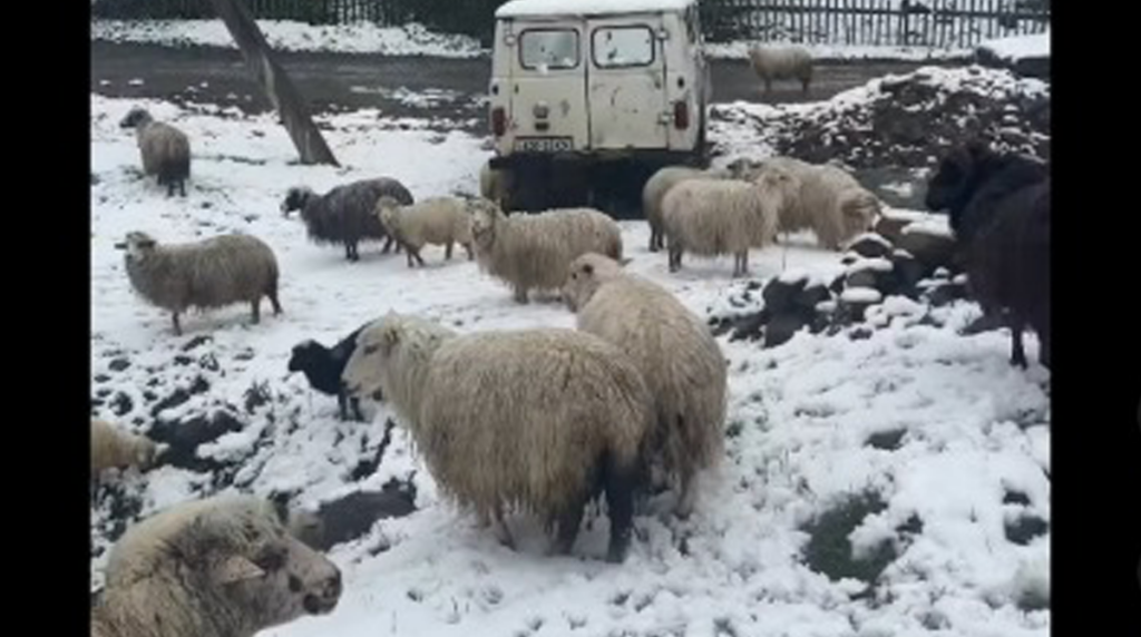 Гірські райони Прикарпаття продовжує засипати снігом ВІДЕО