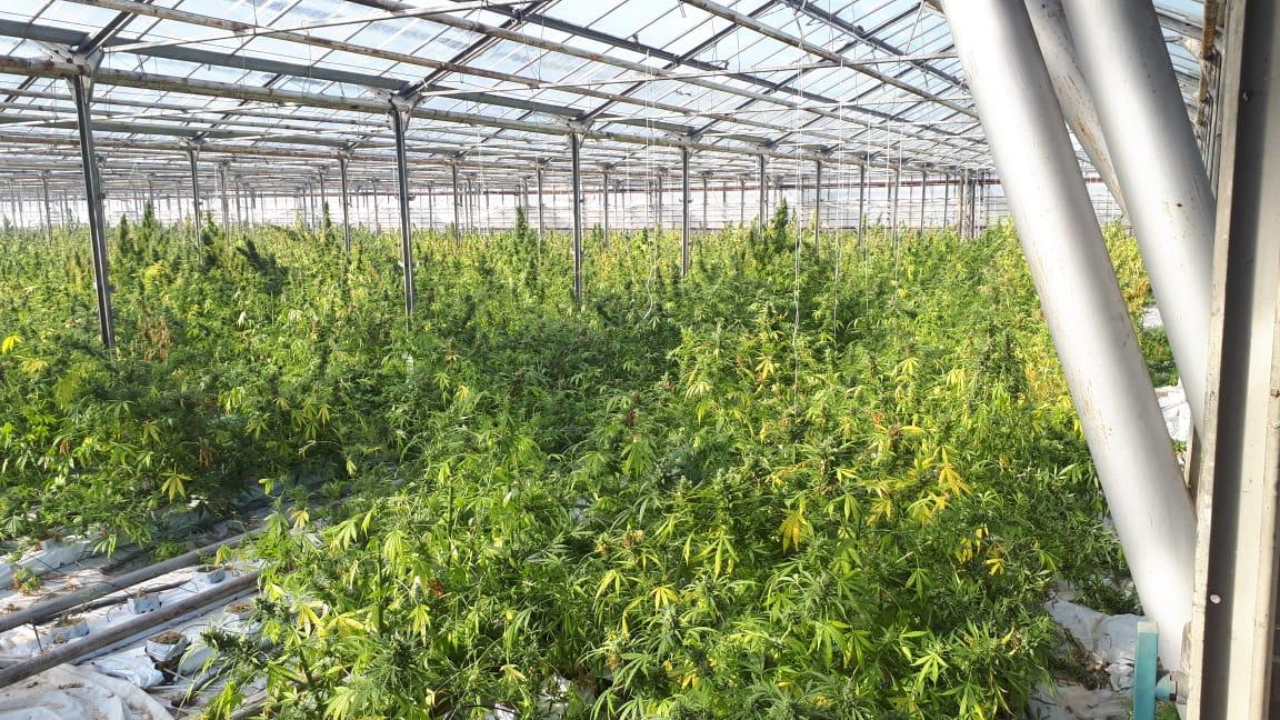 Рекордна наркоімперія: як на Франківщині працювала плантація марихуани на чотири гектари