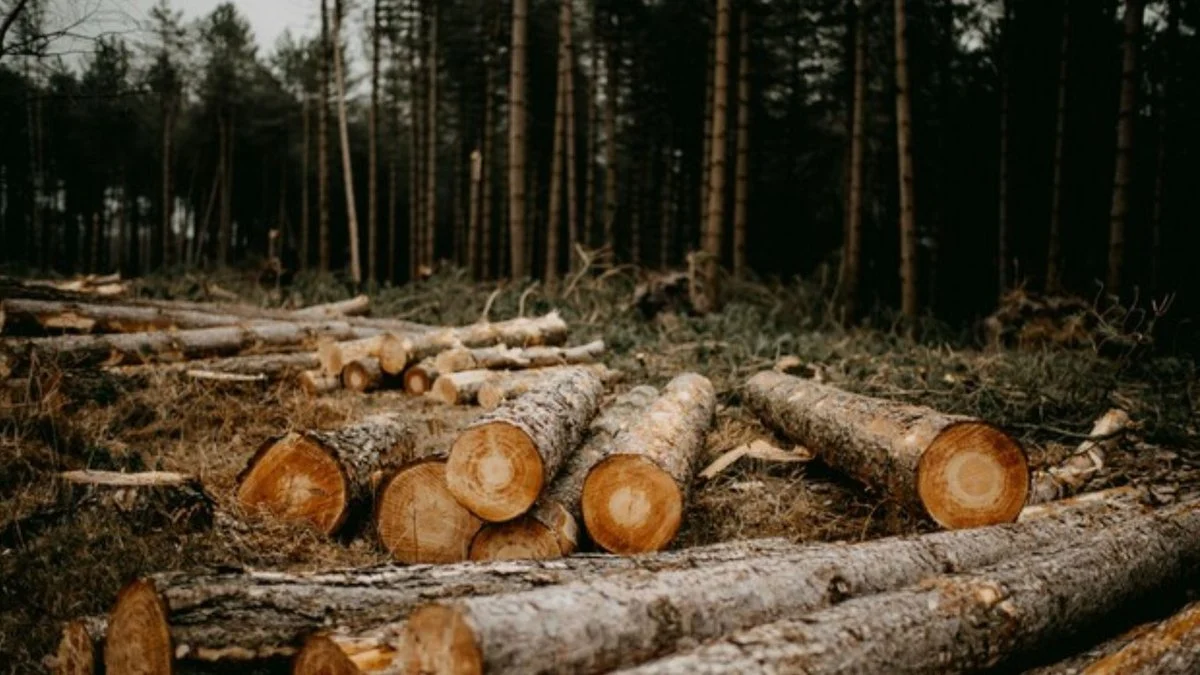 Збитки на два мільйони гривень: на Прикарпатті повідомили підозру директору лісгоспу