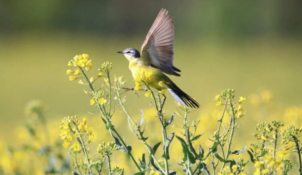 Якою буде погода на Прикарпатті 26 червня