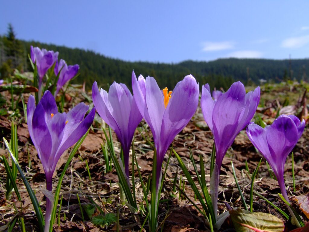 Якою буде погода 2 червня в Івано-Франківську та області