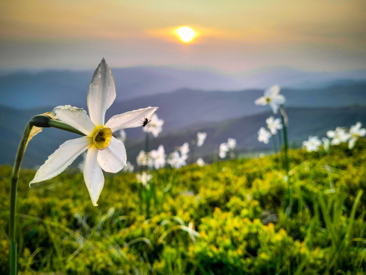У Карпатському парку думають над будівництвом підйомника на Говерлу. ВІДЕО
