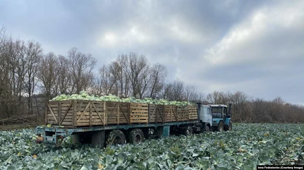 Як переселенці з Харківщини відновлюють на Прикарпатті овочевий бізнес після втрати господарства через війну