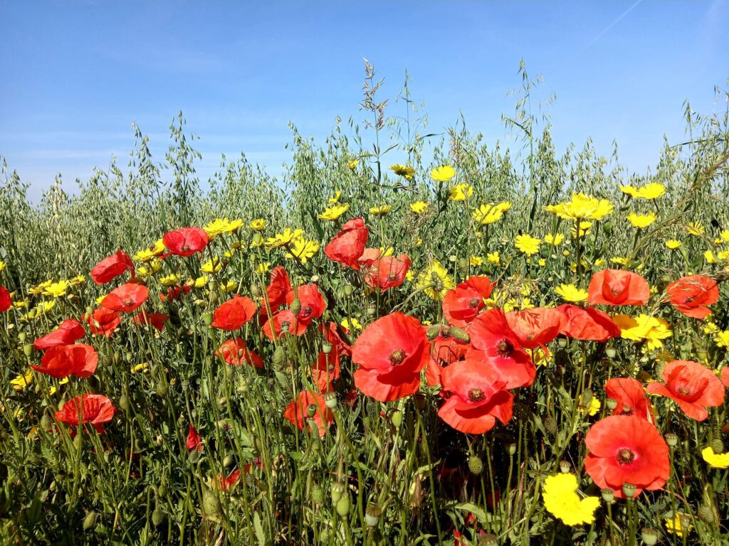 Якою буде погода на Прикарпатті 27 червня