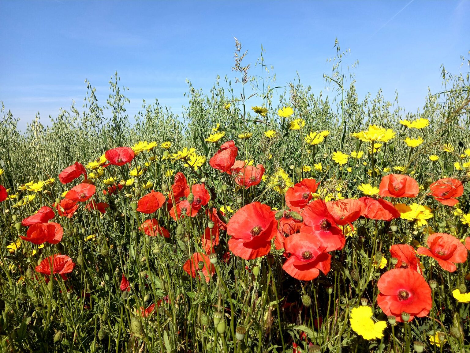 Якою буде погода на Прикарпатті 27 червня