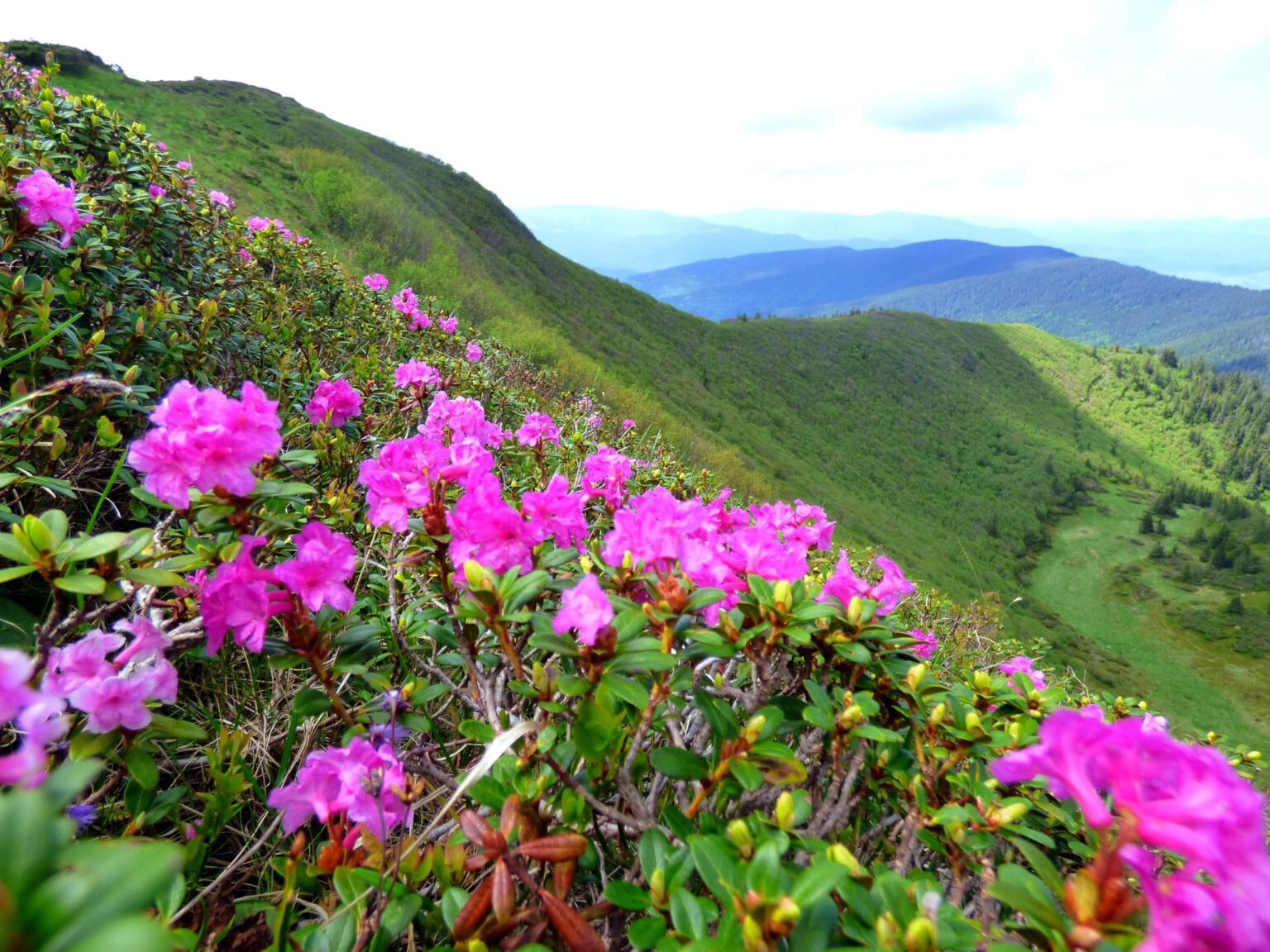 У високогір’ї Карпат почала цвісти легендарна «червона рута». ФОТО