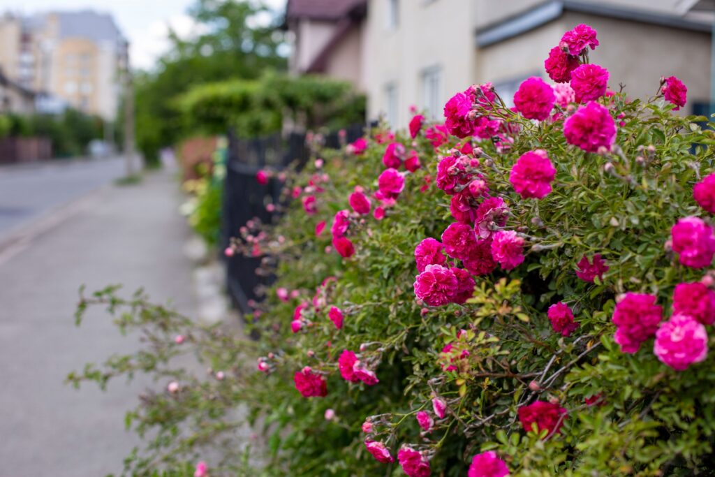 Погода в Івано-Франківську та області 14 липня