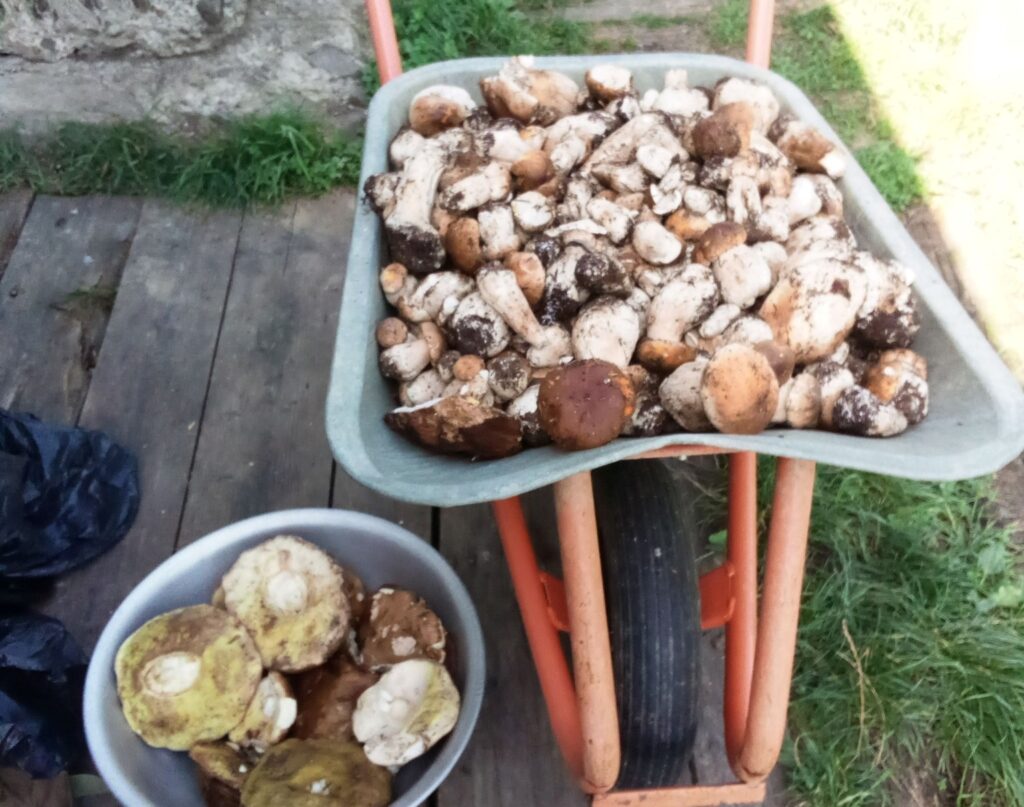 На Прикарпатті у розпалі грибний сезон. ФОТО