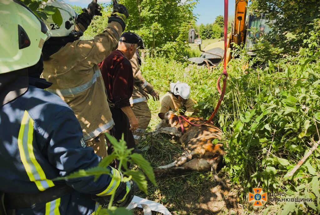 Рятувальники допомагають корові вибратися з ями
