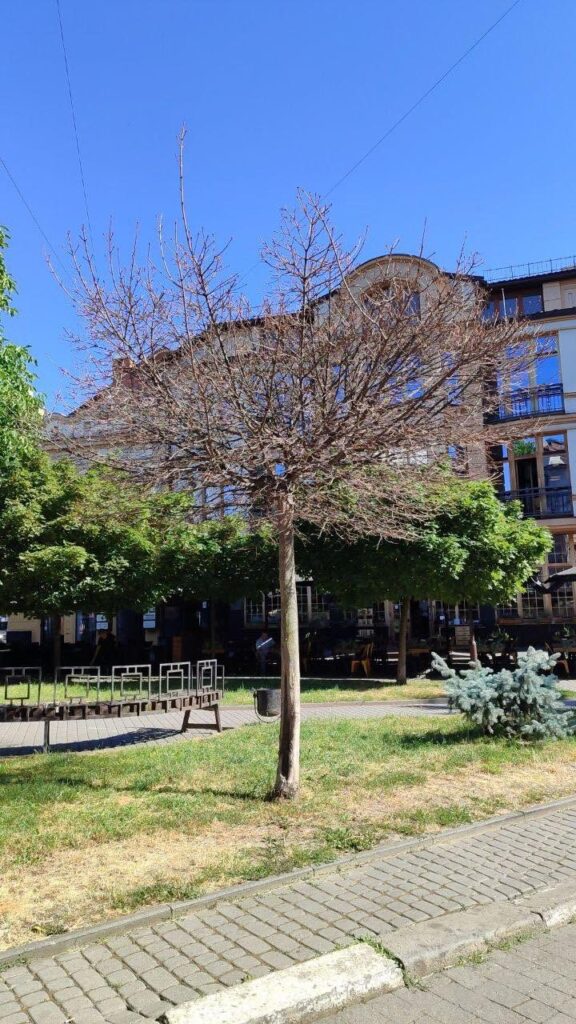 Дерево без листя на тлі будівлі