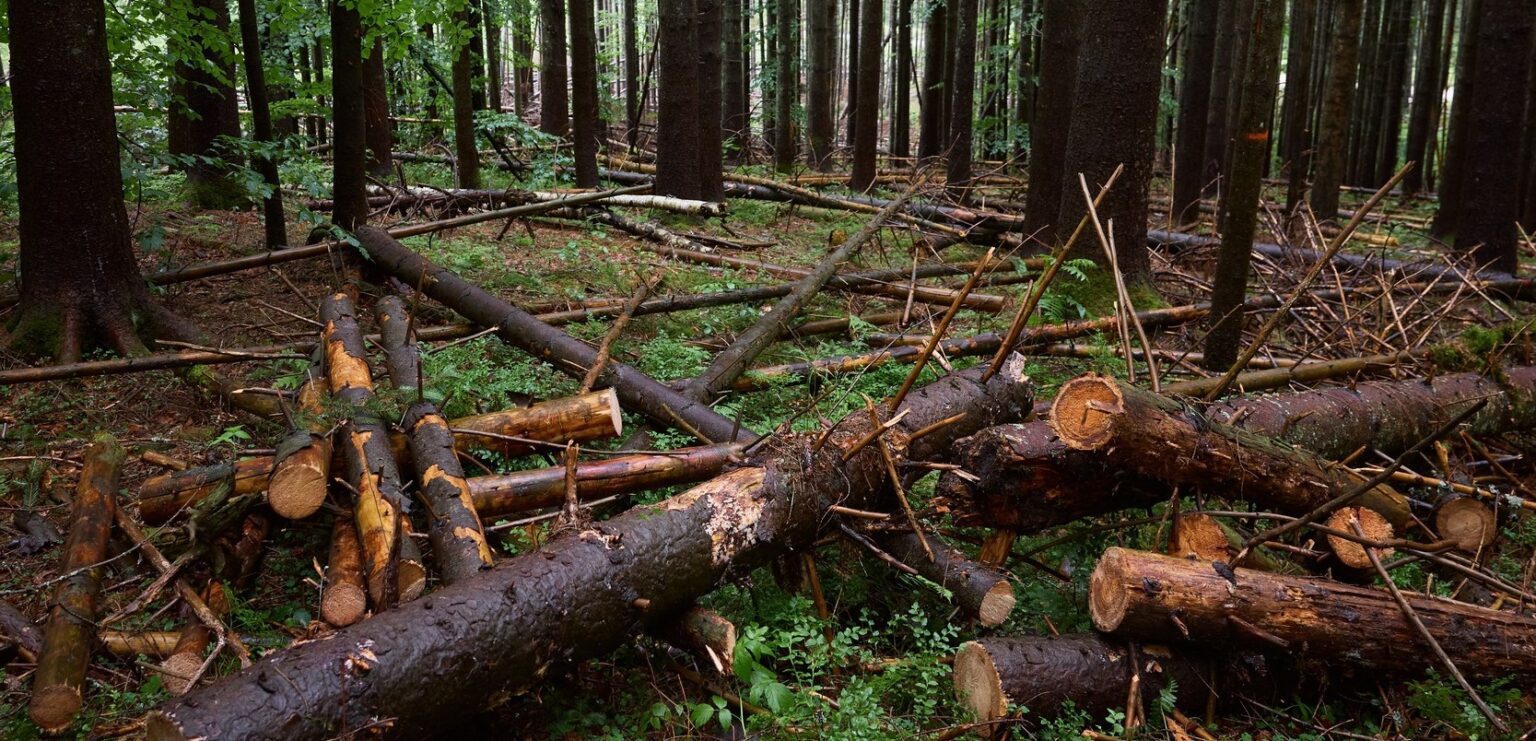 Зрубані дерева в густому лісі