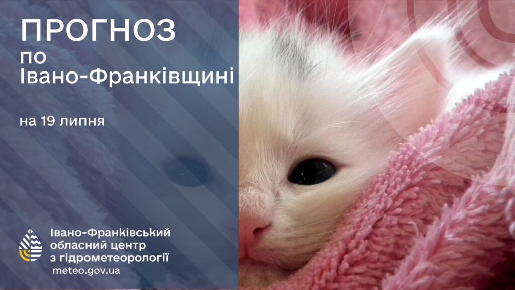 Метеопрогноз Івано-Франківщини, білий котик на фоні.