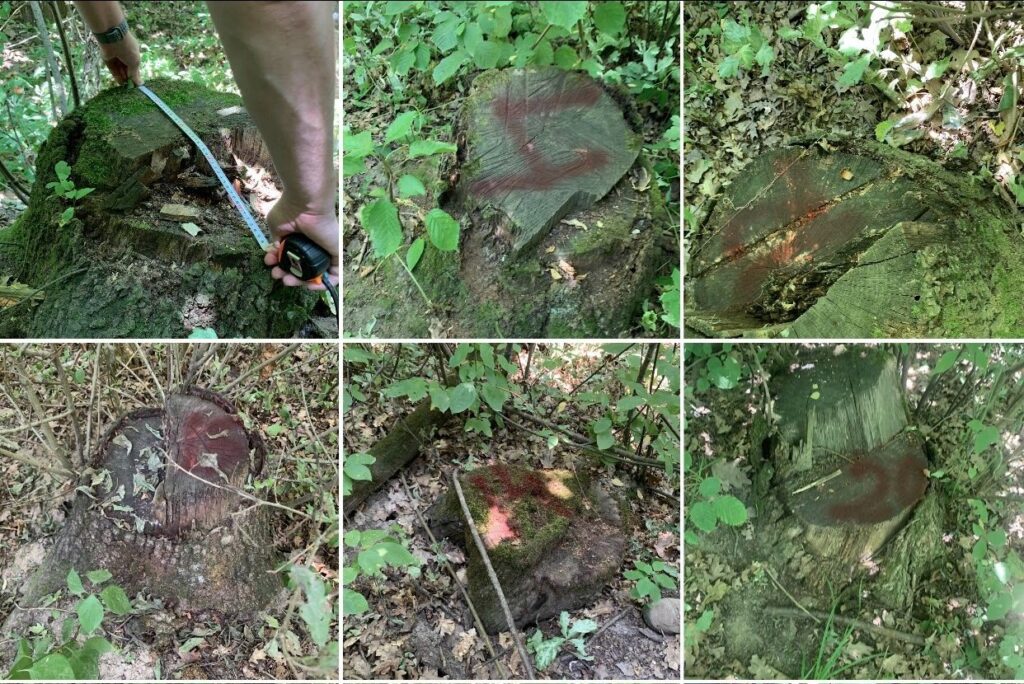 Пні дерев у лісі, замірювання діаметра.